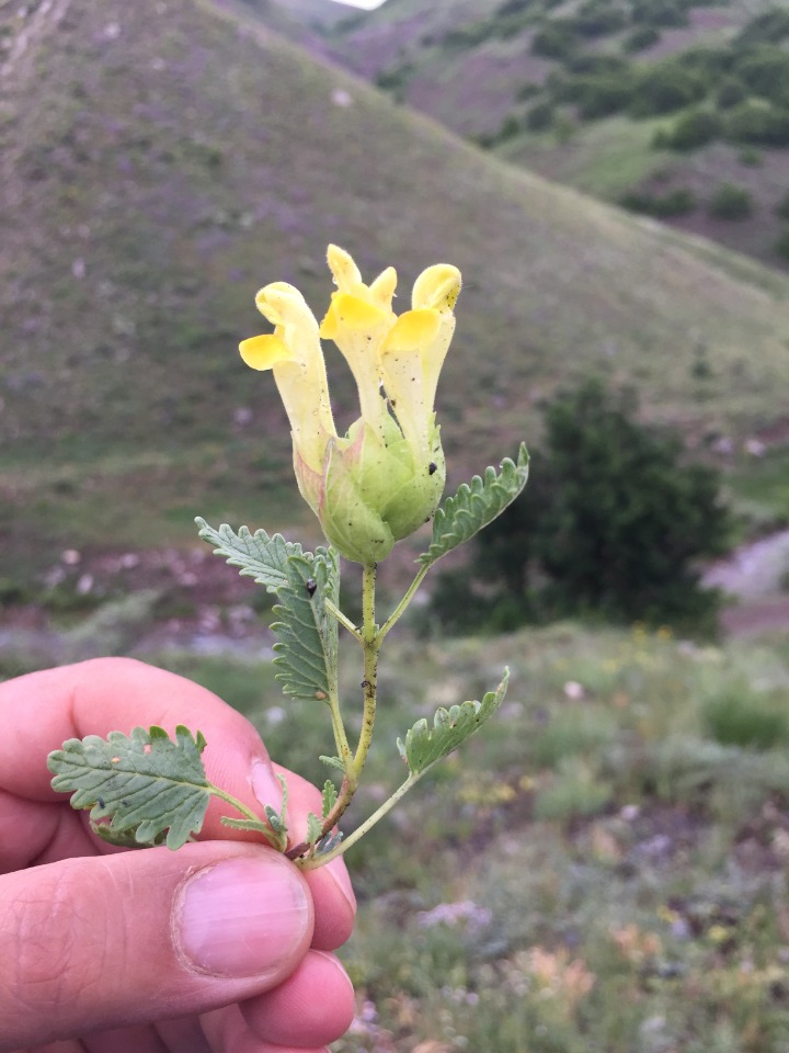 Scutellaria orientalis subsp. virens