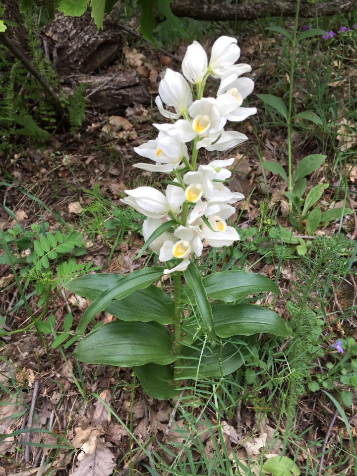 Cephalanthera damasonium