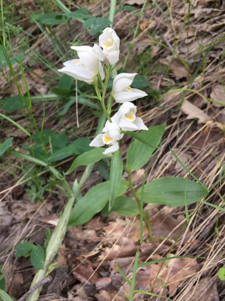 Cephalanthera damasonium