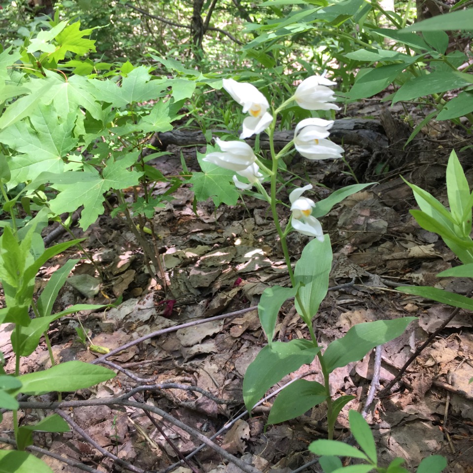 Cephalanthera damasonium