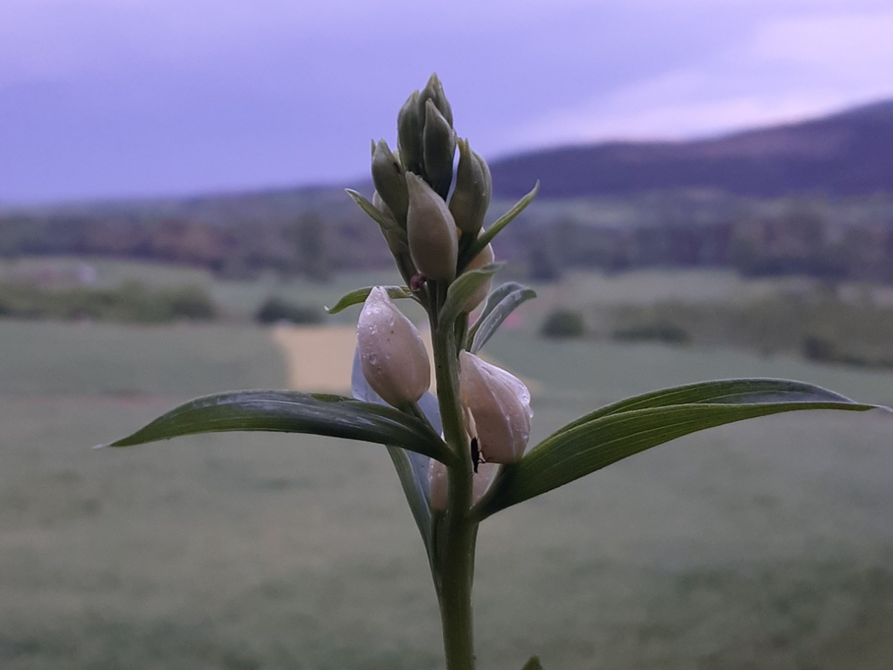 Cephalanthera damasonium