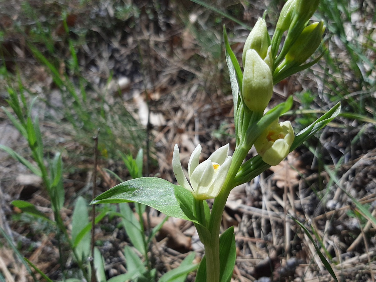 Cephalanthera damasonium