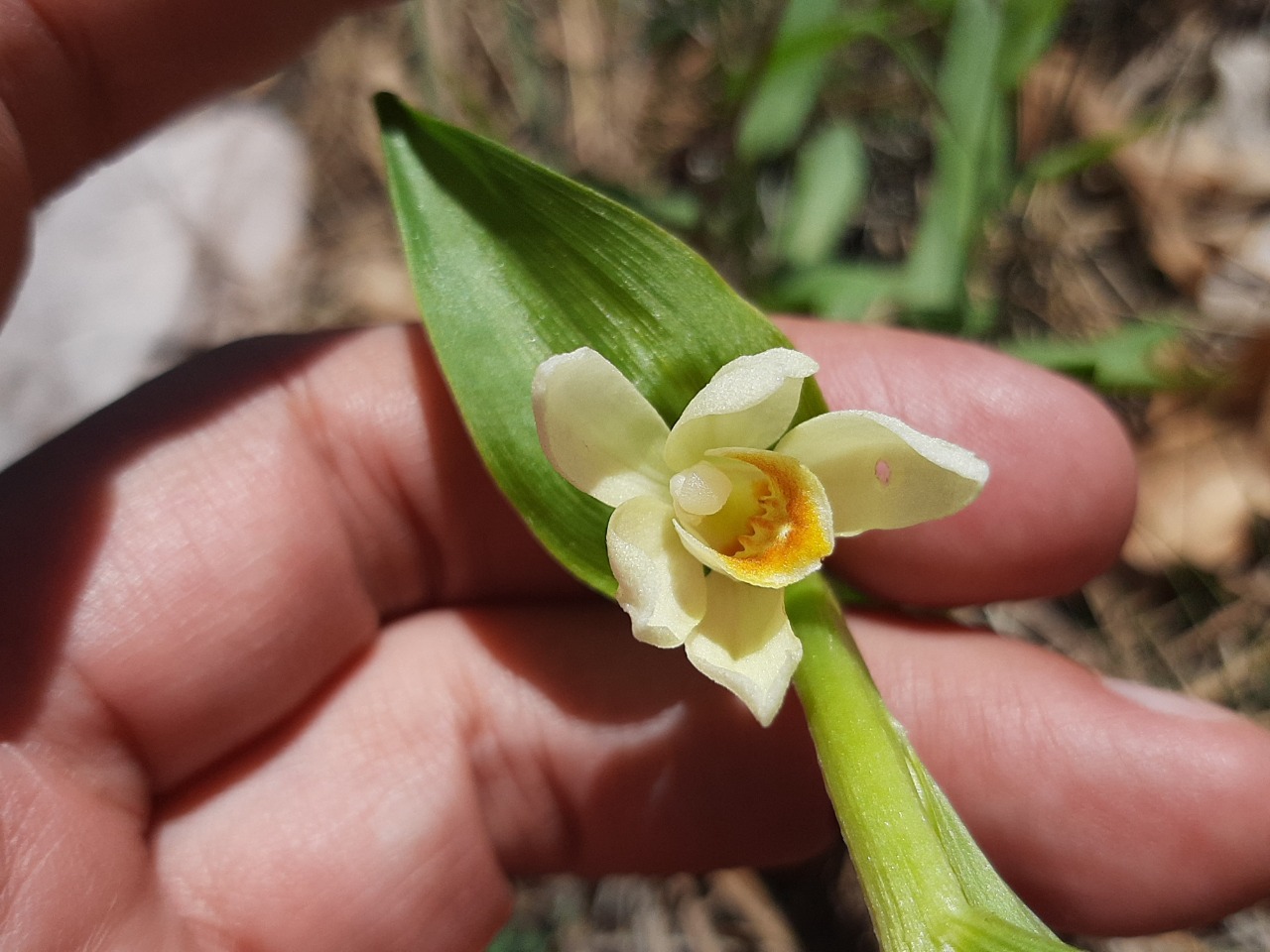 Cephalanthera damasonium