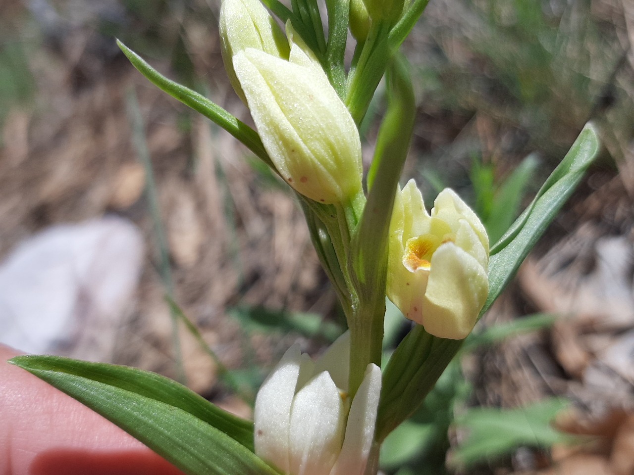 Cephalanthera damasonium