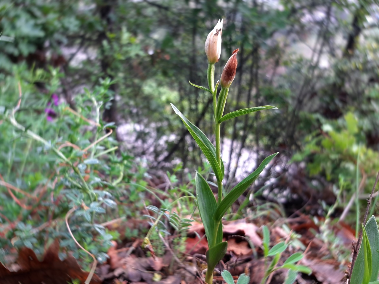 Cephalanthera damasonium