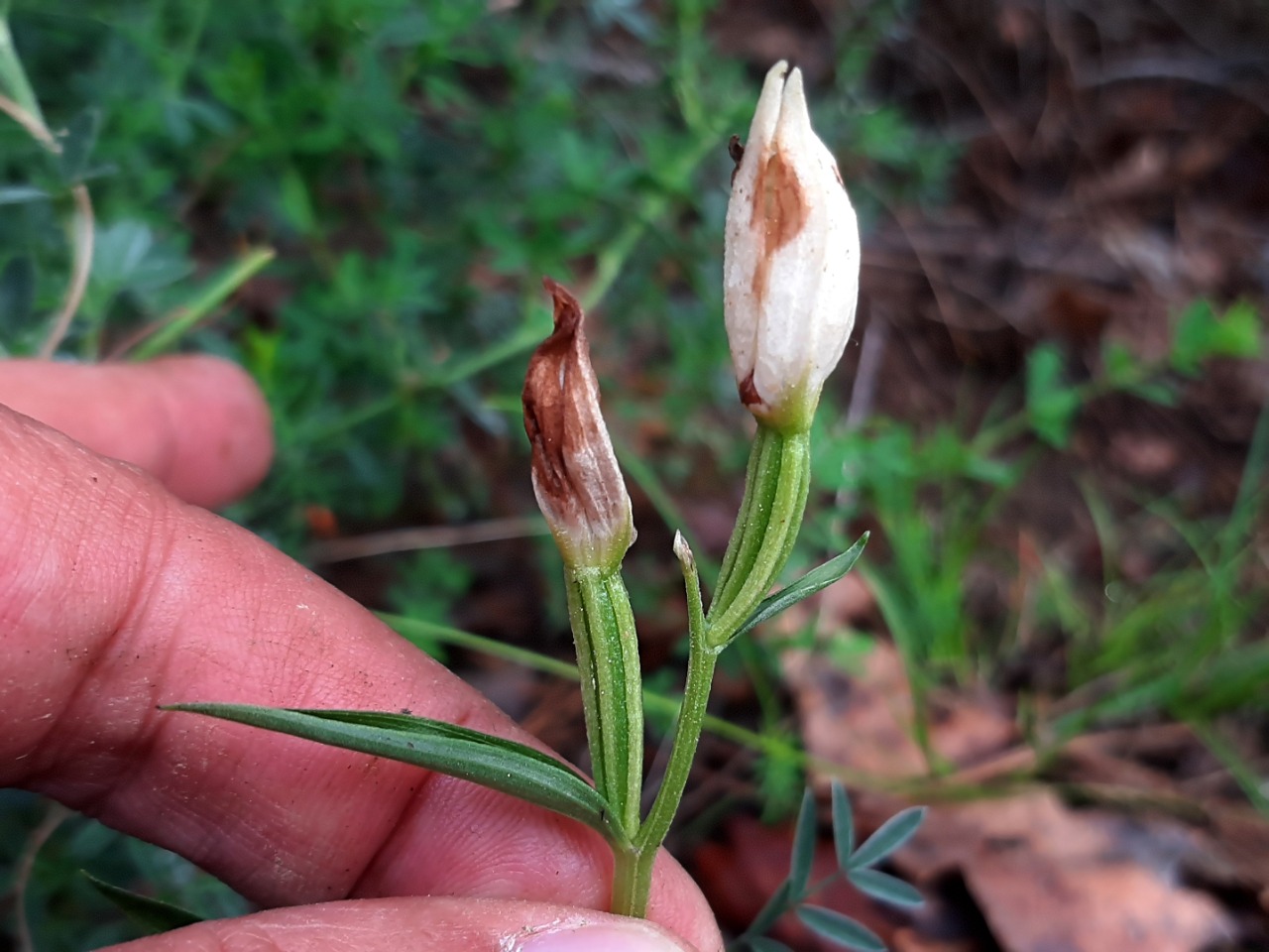 Cephalanthera damasonium