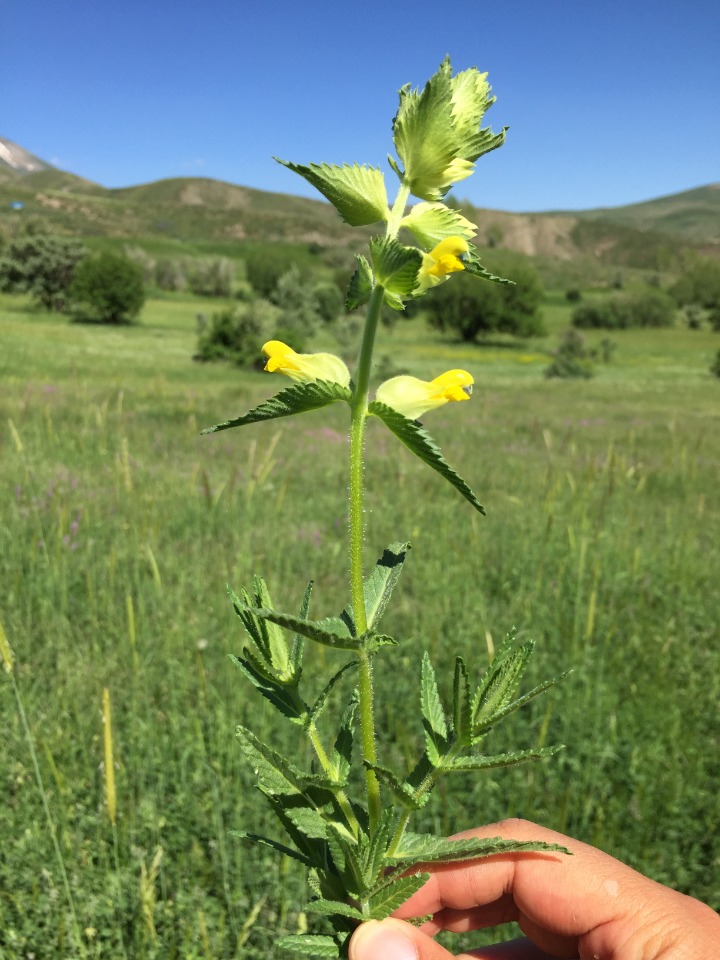 Rhinanthus angustifolius