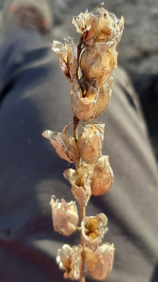 Rhinanthus angustifolius