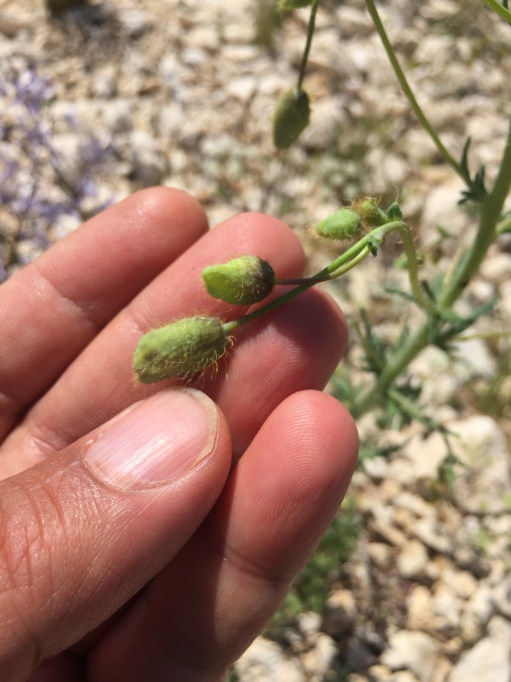 Papaver persicum