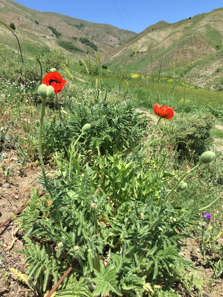 Papaver setiferum