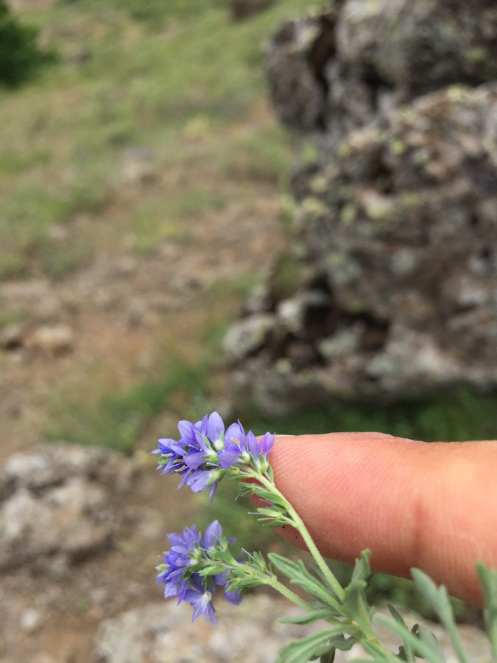 Veronica orientalis