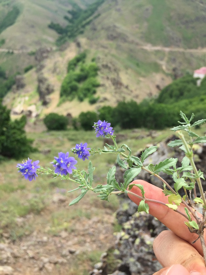 Veronica orientalis