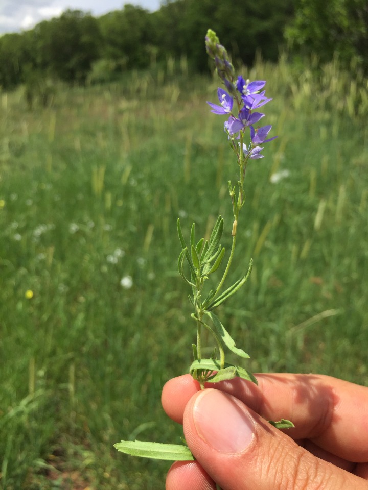 Veronica orientalis