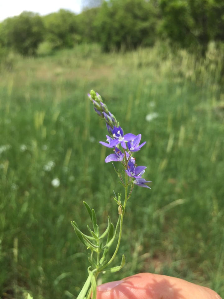 Veronica orientalis