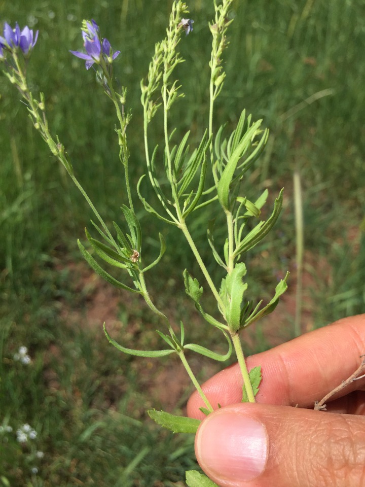 Veronica orientalis