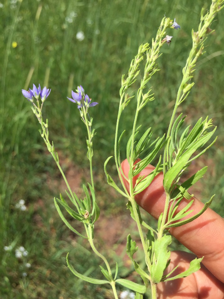 Veronica orientalis