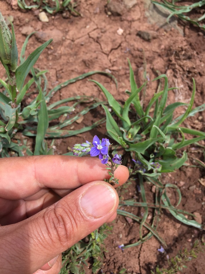 Veronica orientalis subsp. nimrodi