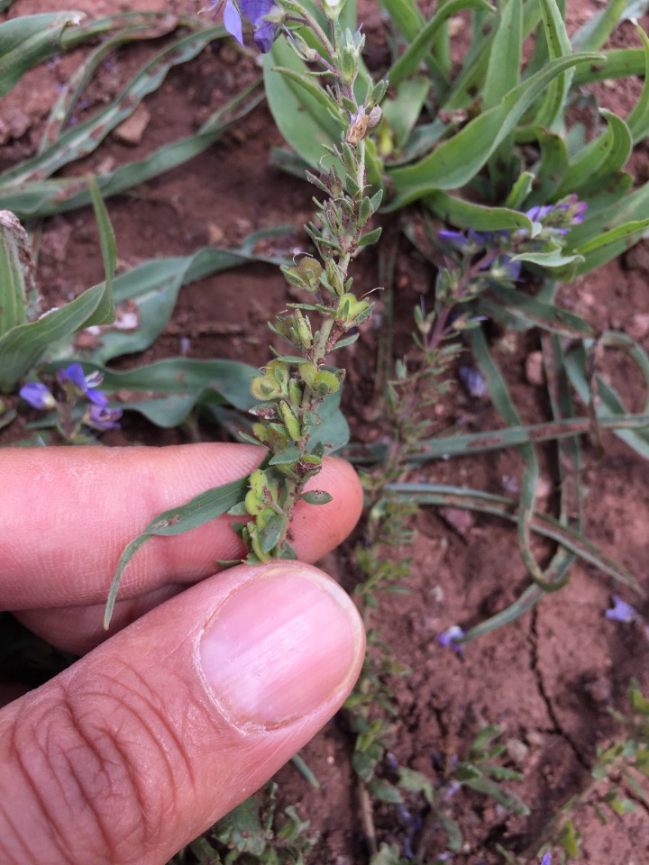 Veronica orientalis subsp. nimrodi