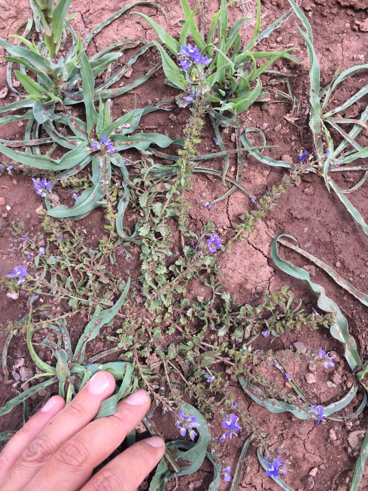 Veronica orientalis subsp. nimrodi