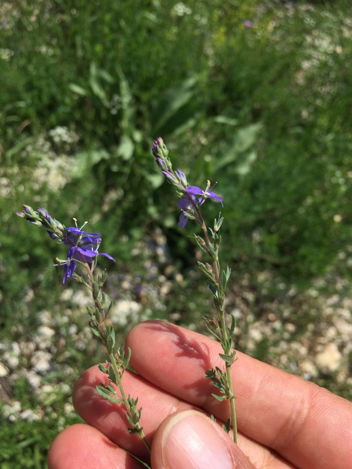 Veronica multifida