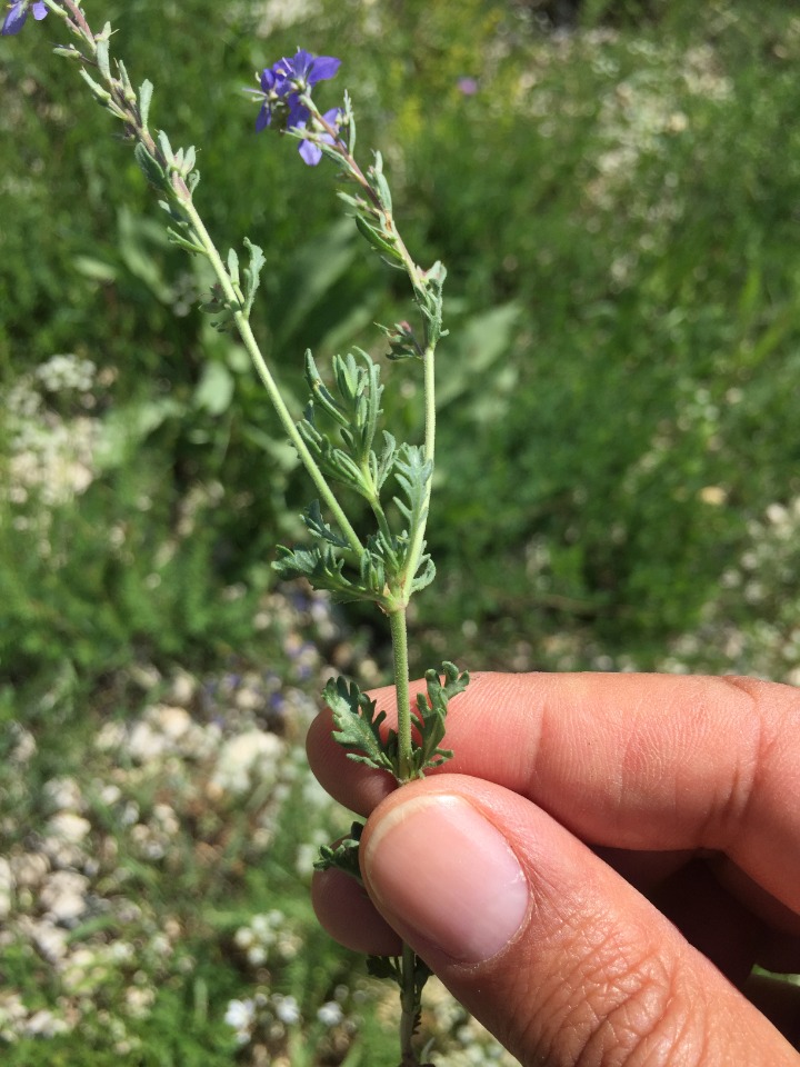 Veronica multifida