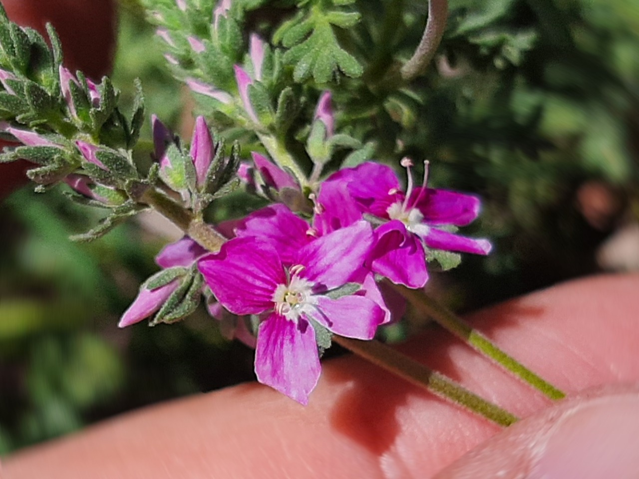 Veronica multifida