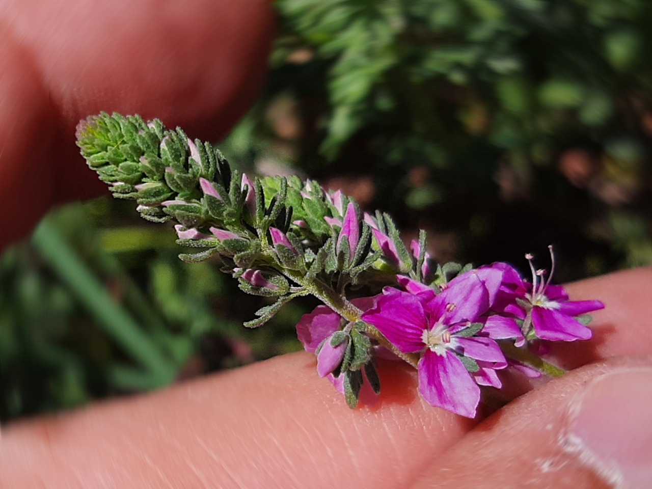 Veronica multifida