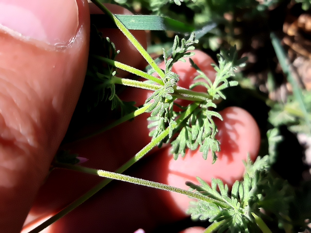 Veronica multifida