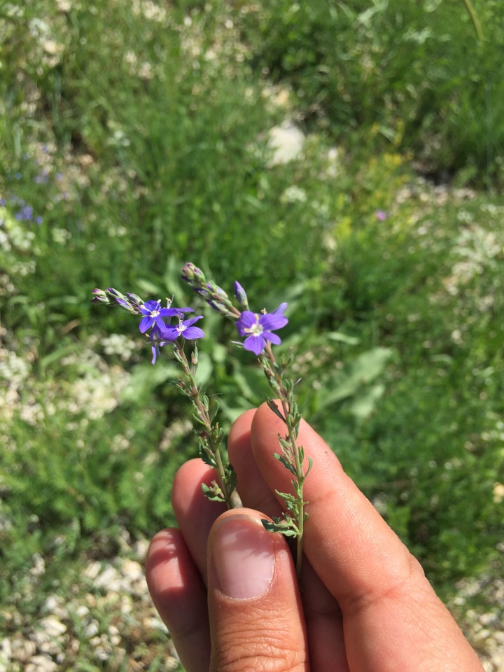 Veronica multifida
