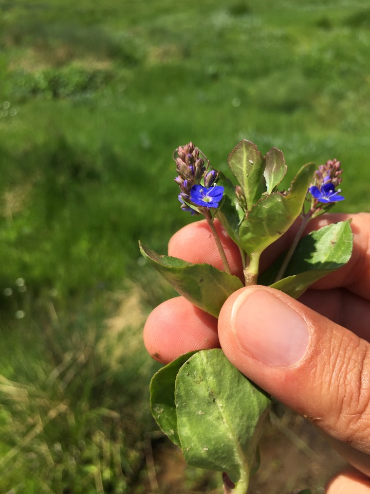 Veronica beccabunga