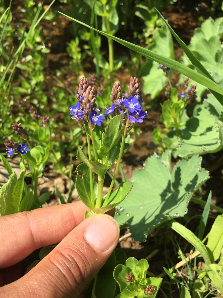 Veronica beccabunga