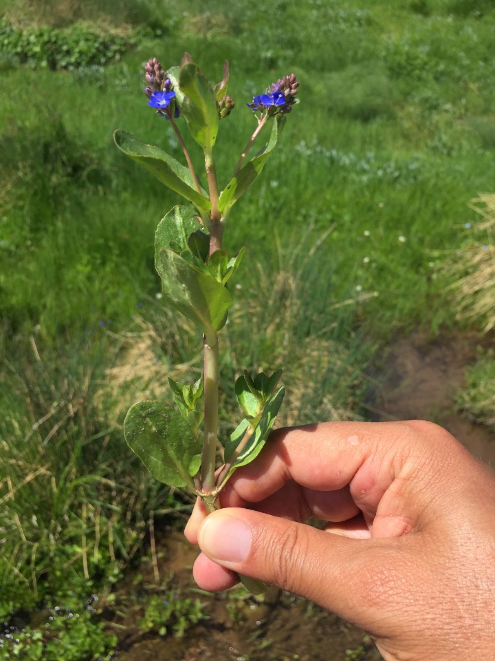 Veronica beccabunga