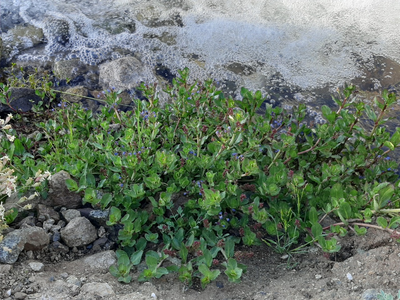 Veronica beccabunga
