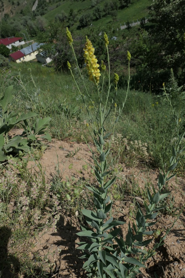 Linaria kurdica subsp. aucheri