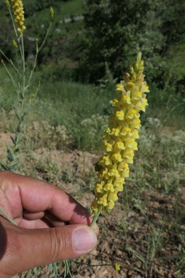 Linaria kurdica subsp. aucheri