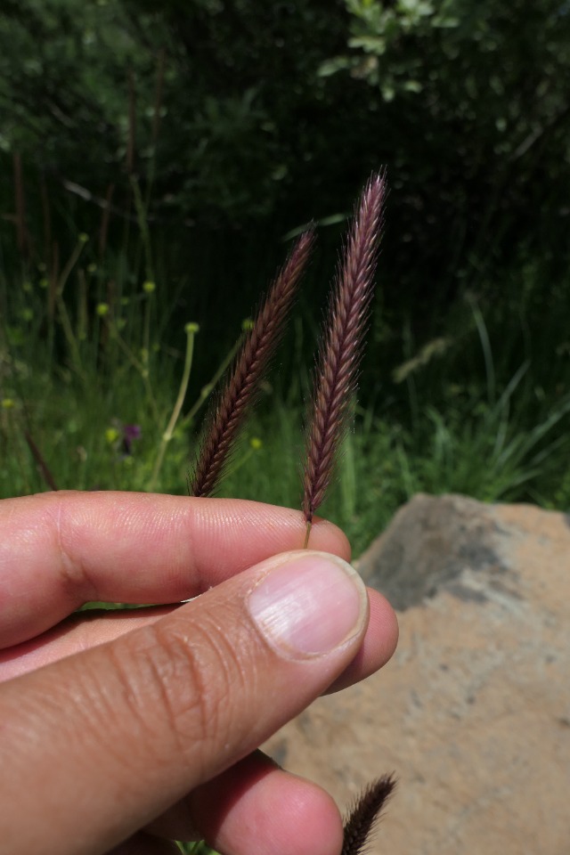 Hordeum brevisubulatum