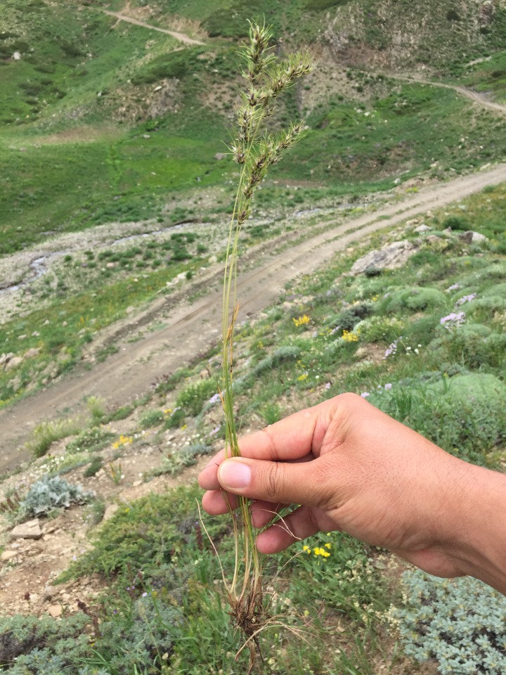 Poa bulbosa