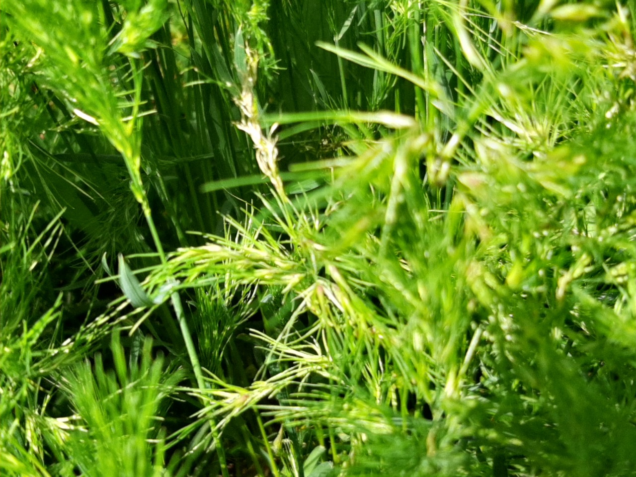 Poa bulbosa