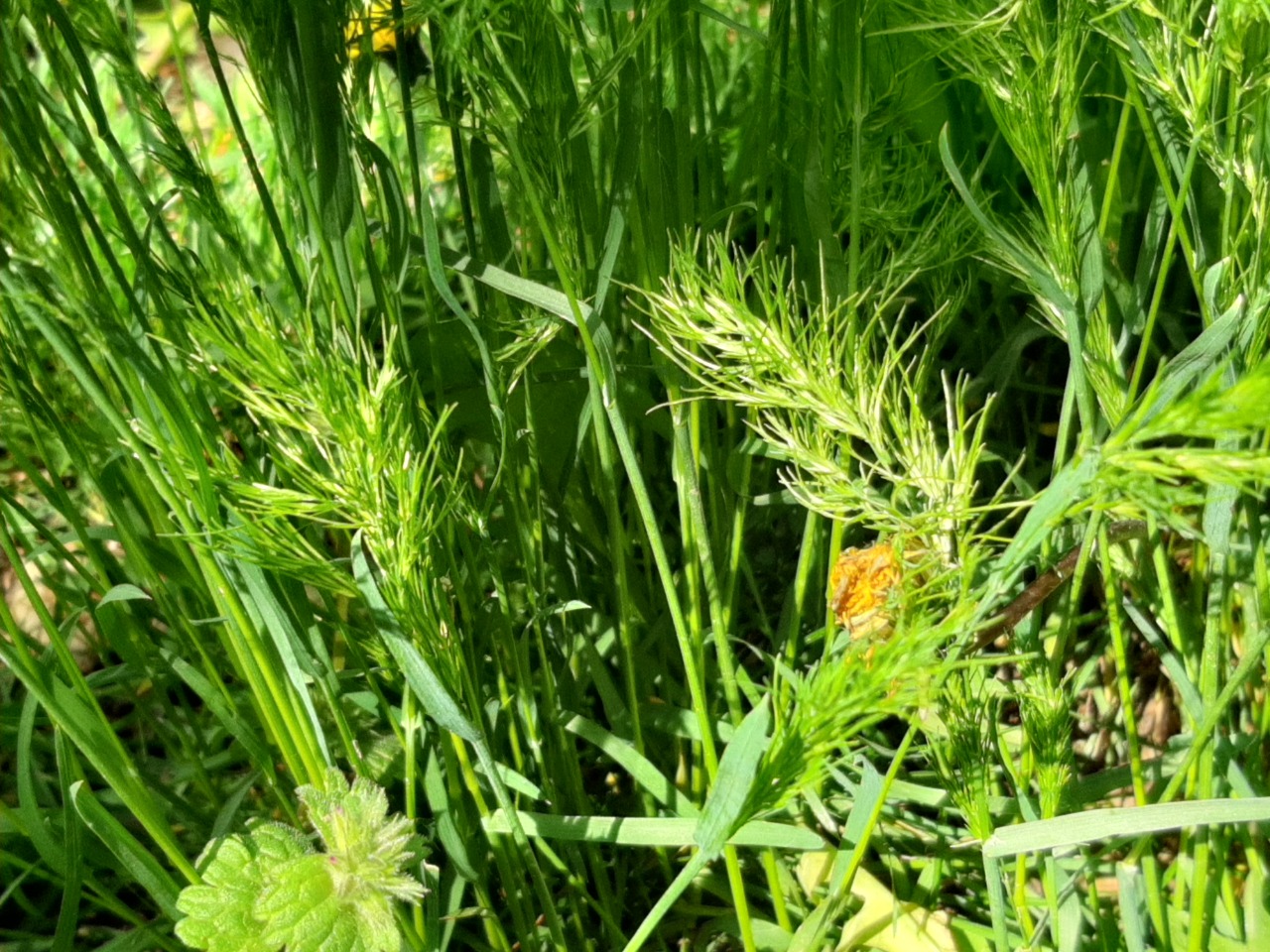 Poa bulbosa