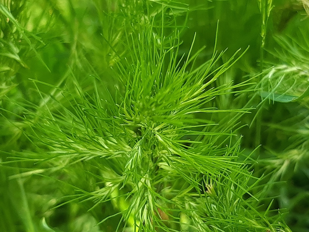 Poa bulbosa