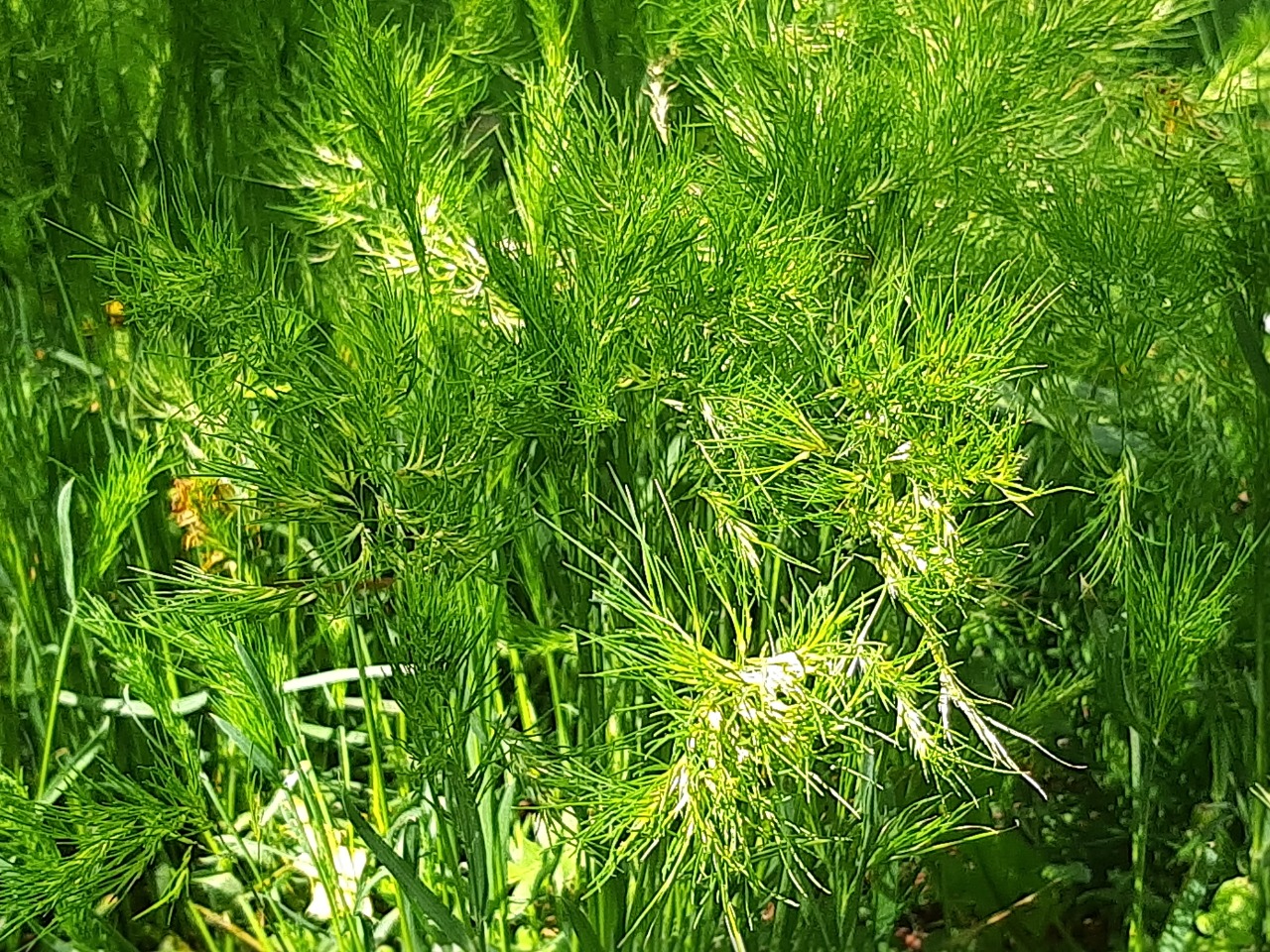 Poa bulbosa