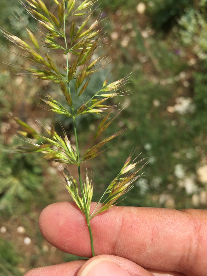 Trisetum flavescens