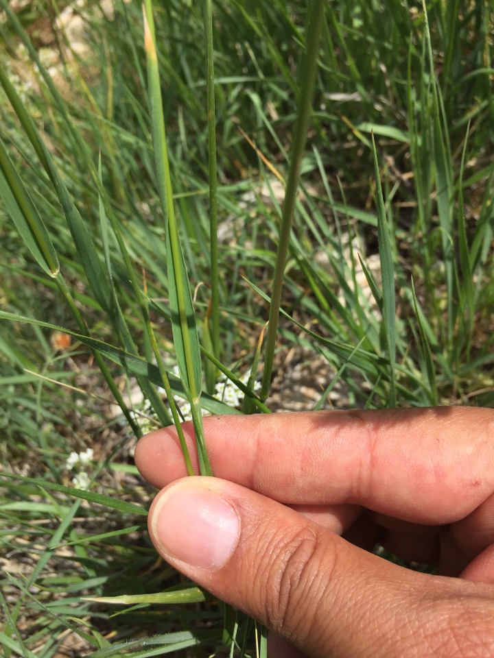 Trisetum flavescens