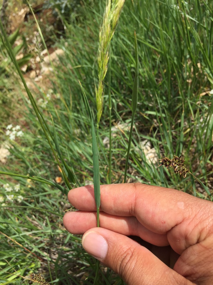 Trisetum flavescens