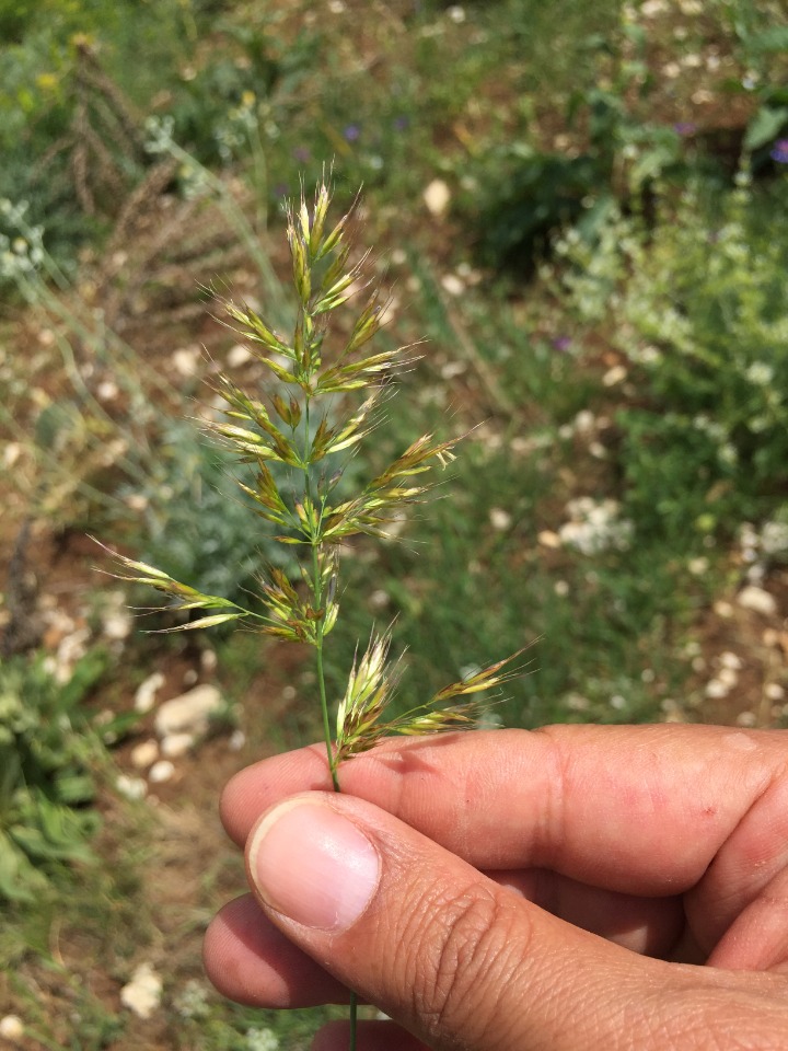 Trisetum flavescens