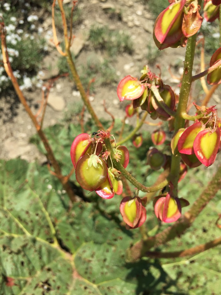 Rheum ribes