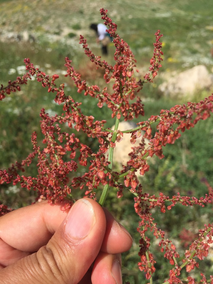 Rumex tuberosus