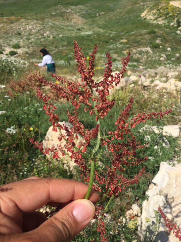 Rumex tuberosus