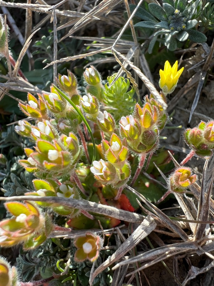 Androsace maxima