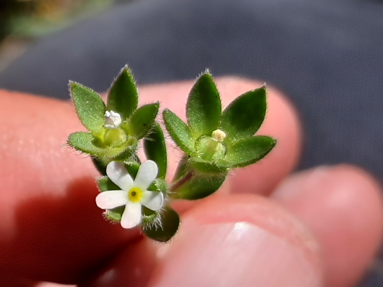 Androsace maxima
